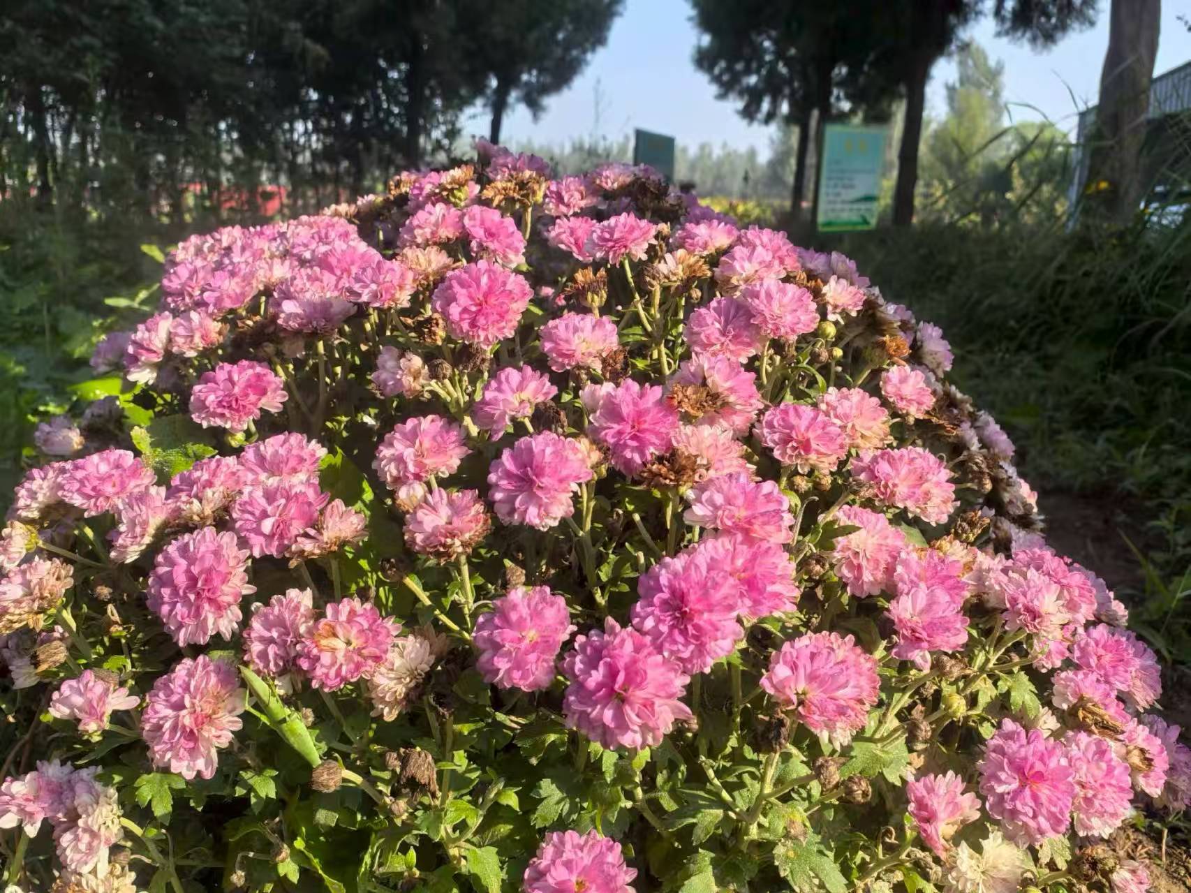 什么是“八风”？如何应对“八风”？ - 山东省宁津县普渡寺